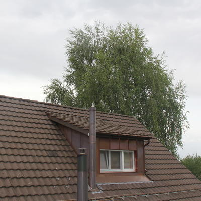 Walmgaube